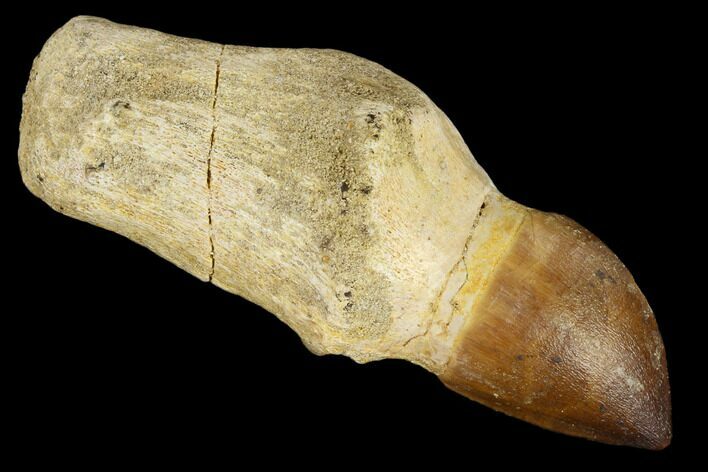 Fossil Rooted Mosasaur (Prognathodon) Tooth - Morocco #116867